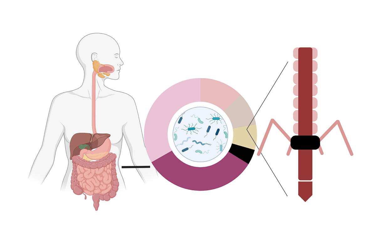 Diagram of human gut and a contractile injection system that was derived from the gut